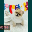 댕복한하루 이미지