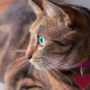 캣앤캣 고양이 병원 이미지