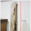 화석(규화목) 이미지