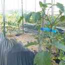 송우농장 이미지