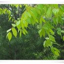 메트로갤러리 Daum카페