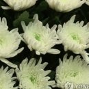 드림장례서비스 - 동구 옻밭3길 77 | 드림장례서비스