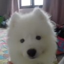 멍,멍# 이미지