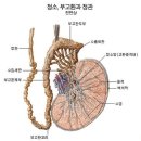 정액은 재흡수 된다. 이미지