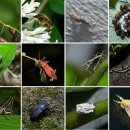 대청사슴 이미지