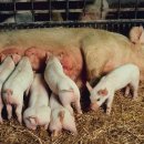 참돈돼지 이미지