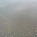도요등(철새등) 네이버블로그