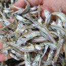 진도멸치 이미지