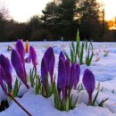 눈속에피는꽃 이미지