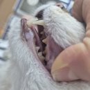 건강보험 오거리 앞 | [고양이 무료건강검진]한국고양이혈액센터 고양이 헌혈 후기