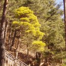 황금소나무 이미지