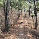 명품소나무길 이미지