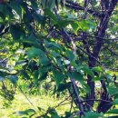 개. 이쁜날 이미지