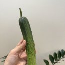 슬기농장 | 백다다기오이 추천 찬이네농장 오이지용오이로 참치열무오이비빔밥 만들어 먹은 후기