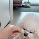 로즈그레이스 이미지