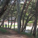 솔숲갈래길 이미지