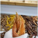 우리집 똥강아지 이미지