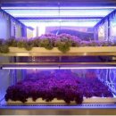 [No.69]식물 재배를 위한 LED조명의 요모조모! 이미지