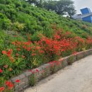 썸데이 게스트하우스 네이버블로그