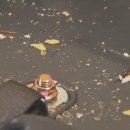 해피운동화세탁 이미지