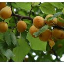 (주)나무대통령 이미지