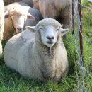 도움목장 이미지