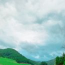 대관령로뎀나무 이미지