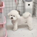 까르네 펫살롱 이미지