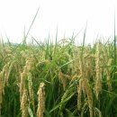 이삭 RPC 이미지