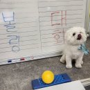 라운지펫 이미지