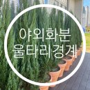 문그로우 야외 화분 식재 후기 및 겨울철 관리 방법 용인 주택 조경 수원 평택 화성 분당 판교 의왕...