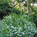 (5. 25 목) 호봉산 찔레꽃, 산딸기꽃, 인동초 산행사진 2부 이미지