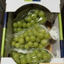 더혼 산하도장(우슈) | [울산 북구 산하동 합기도/우슈] 더혼 관장님이 직접 쏜다! 샤인머스켓 배달