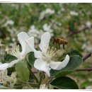 사과꽃향기 이미지