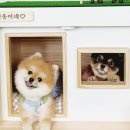 모던켄넬 이미지