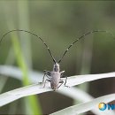 하늘소