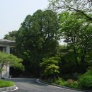 종로-종로-종로-종-255 | 서울 삼청동 측백나무 / 천연기념물 제255