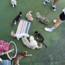 고양이 기숙사 | 영흥도 '고양이역'｜고양이와 눈 맞추며 천천히 쉬어간 유기묘 보호소 카페