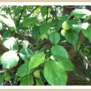 식송농장 이미지