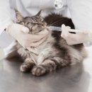 더원고양이동물병원 이미지