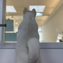 요미요미 강아지미용실 이미지