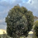 가족나무 이미지