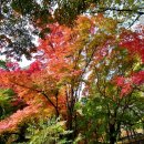 내장산관광안내소 이미지