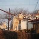 수정동물병원 이미지