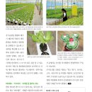 대박채소