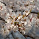 수수꽃다리 이미지