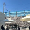 오엠엠 | 벚꽃 시즌에 더 예뻤던 오엠엠 천안 카페 후기