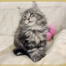 고양이 별 이미지