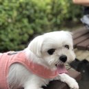 평원애견 이미지