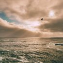 카페인 없는 편안한 잠자리를 위한 카모마일차의 효능과 특징 이미지